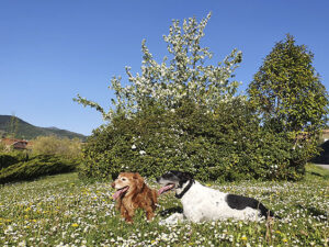 El hotel Villava Pamplona admite mascotas